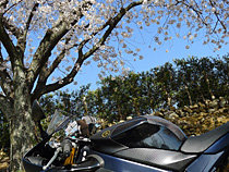 金桜