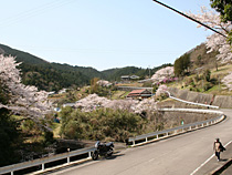 山間の春