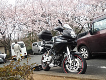 やっぱり桜。