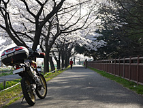 朝の桜道-1