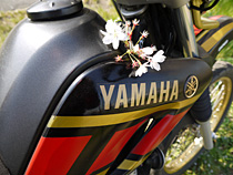 一輪桜