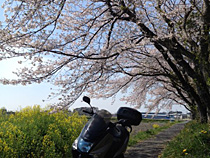 春の小道