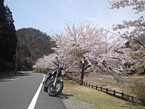 花見に行きましょ