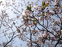 もうすぐ開花宣言。