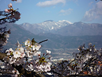 山には…
