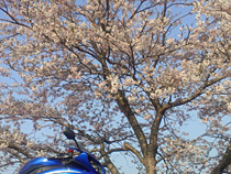 見っけ