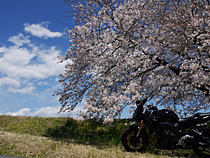 桜花満開