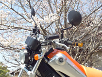 もうすぐ満開
