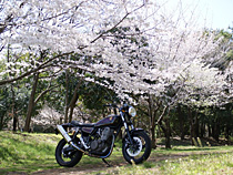 ヤマハSR満開