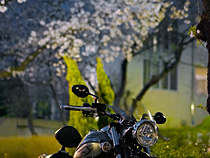 夜桜