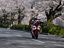 桜トンネル