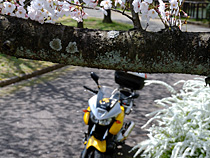 桜の木の下で