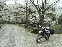 花の雪