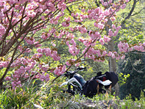 八重桜の向こう