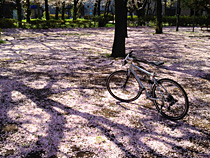 SAKURA