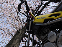 桜を見上げて