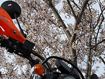 満天の桜