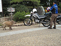 うり坊とセロー
