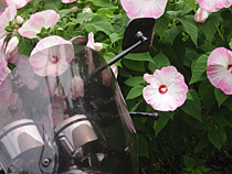 夏の花
