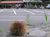 移ろいはじめる自然