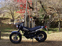 四季桜と紅葉