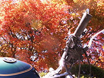 紅葉のこもれび