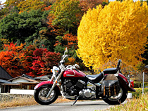黄葉と紅葉