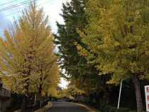 母校へ続く秋