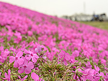 芝桜も満開です。