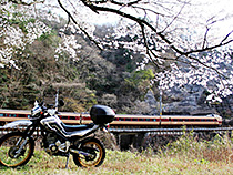 桜と特急と