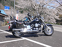 ＤＳＣ４さくら満開