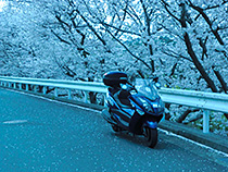 マジェスティと桜