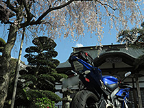 桜と寺