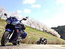 春の終わりに・・・