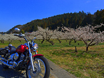 遅咲きの梅とDS4