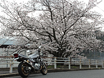 ペケとサクラと時々僕