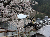 今日は特別な道