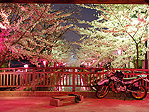 夜桜見物