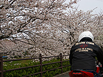 桜に目を奪われて