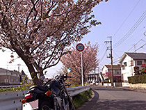 住宅街の桜
