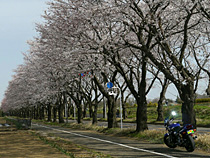 桜並木とXJR