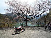 桜を尋ねて奥多摩へ