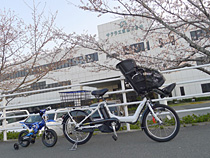 日本一の桜を見物