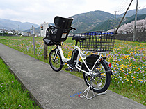 桜並木と春のお花畑