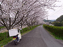 サクラトンネル