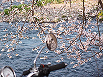 行く川の流れは、、、