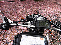 雨上がり桜の木の下で