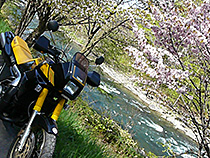 桜を求めて・・