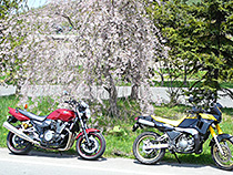 ヤマハ繋がりで