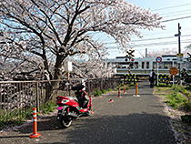 桜咲く通勤路